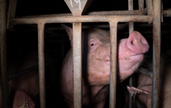 A sow confined to a sow stall