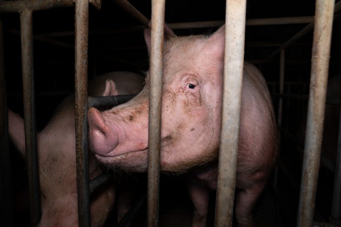 Trapped in a sow stall