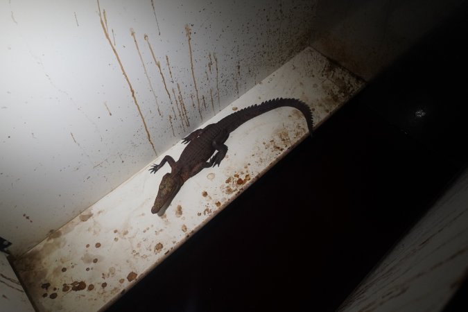 Crocodile in solitary stall
