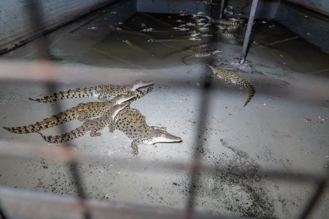 Crocodiles in group housing shed