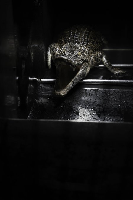 Crocodile in cage