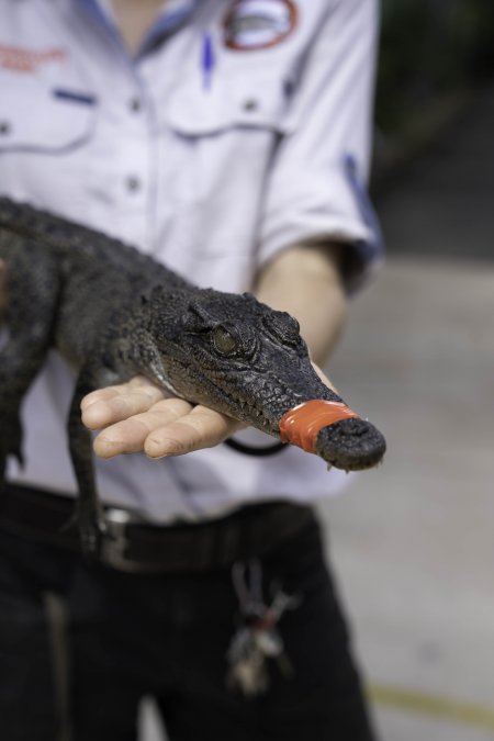 Crocodile with mouth taped at zoo