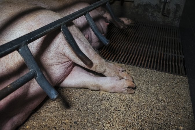 Pig Farm Spain