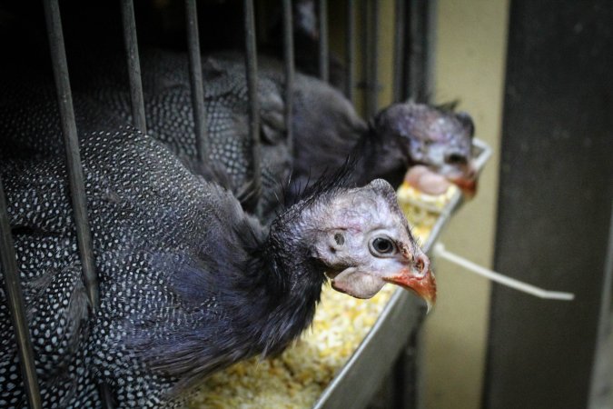 Kikiriki Live Poultry
