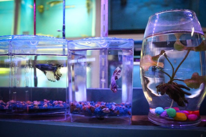 New Lucky Fish Aquarium & Pet Supply