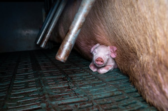 Piglet crushed underneath mother in farrowing crate