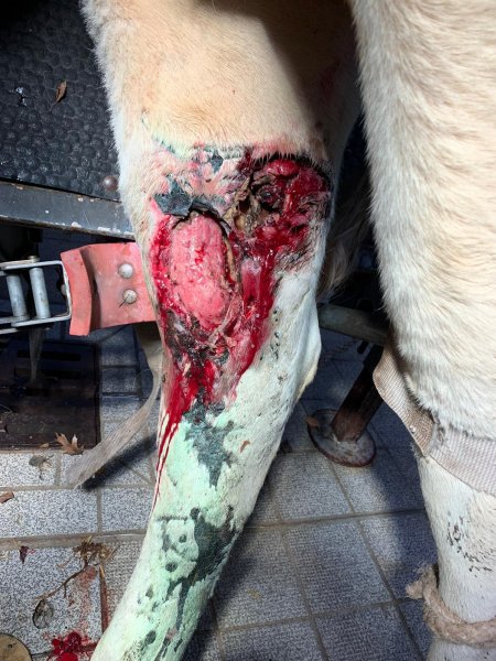 Injured cow