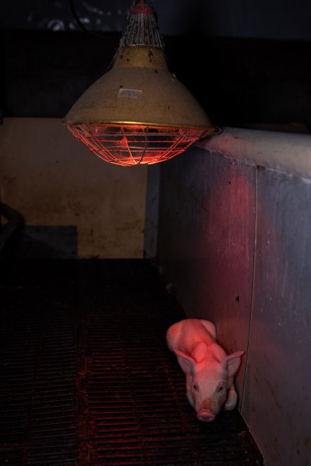 Piglet under filthy heat lamp