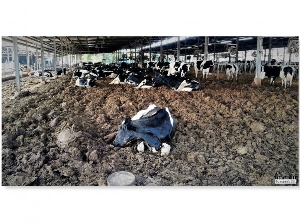 Dairy Farm, Ashdod, Israel.