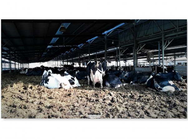 Dairy Farm, Ashdod, Israel.