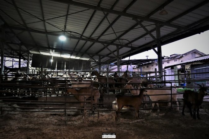 Goat Dairy and Meat Farm, Israel, February 13 2020.