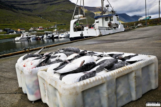 The annual hunt on juvenile fulmars, The Faroe Islands, August 2020.