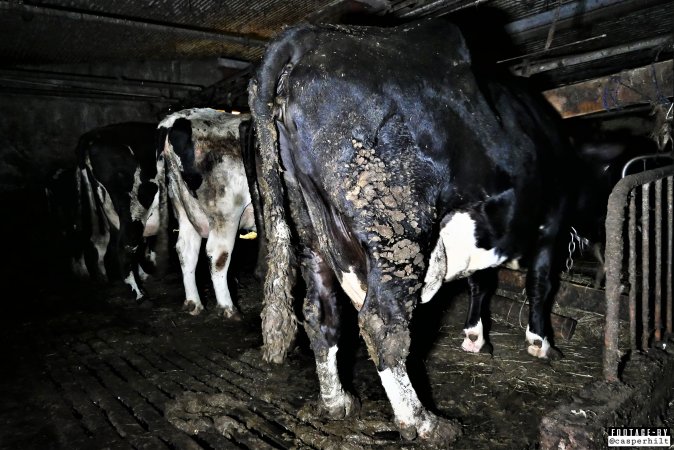 Dairy Farms, The Faroe Islands 2020.