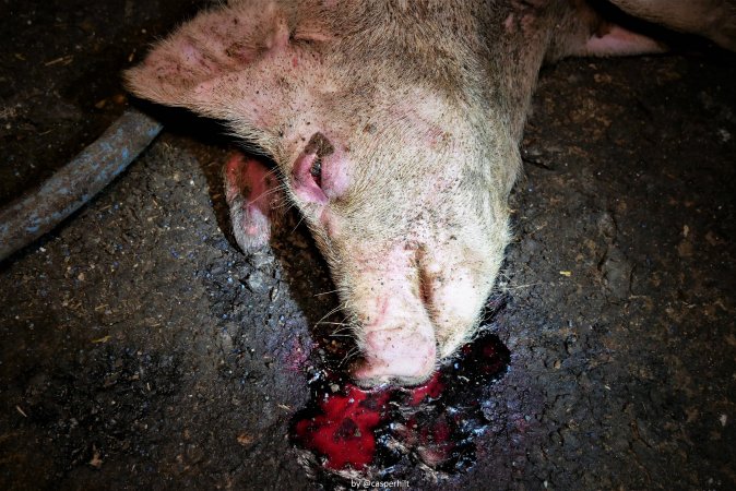 Cannibalism in pig farm, Northern Ireland 2020.