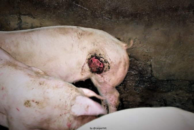 Cannibalism in pig farm, Northern Ireland 2020.