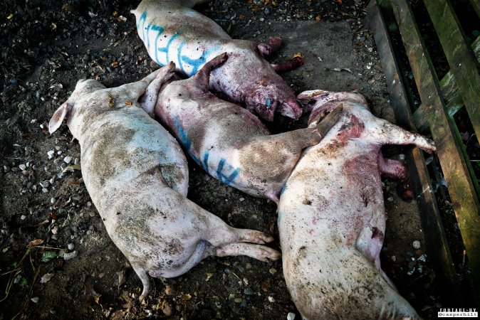 Dead pigs and piglets at Danish pig farms.