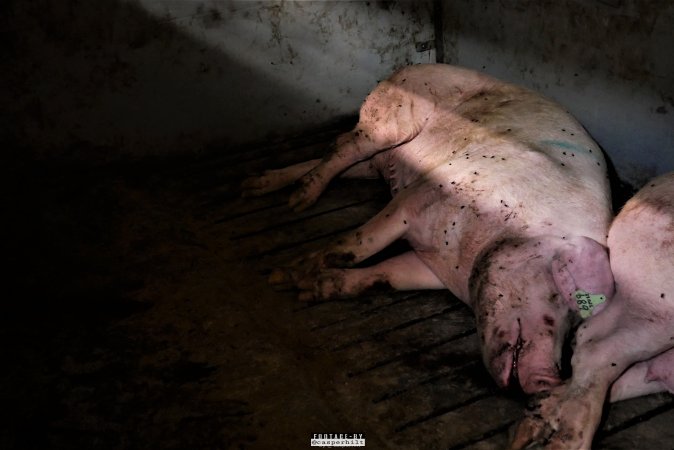 Dark Pig Farm, Ireland 2019.
