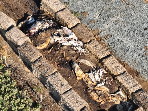 Pile of dead pigs outside piggery