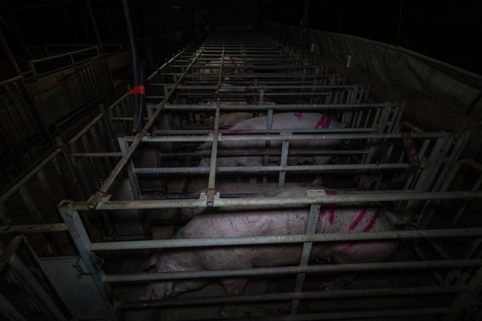 Sows in cages