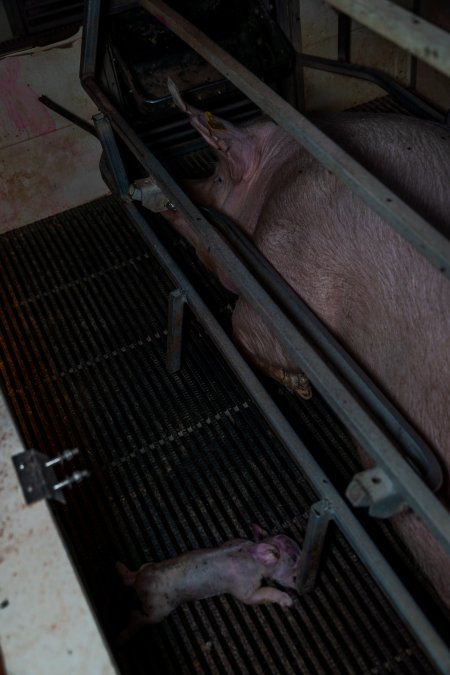 Dead piglet next to mother in farrowing crate