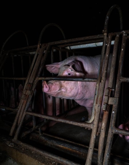 Sows in sow stalls