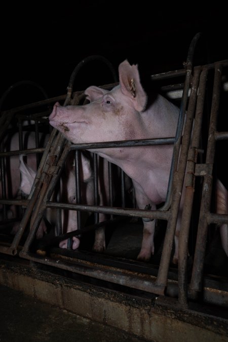 Sows in sow stalls