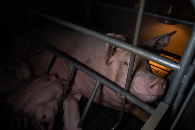 Sow in farrowing crate with piglets