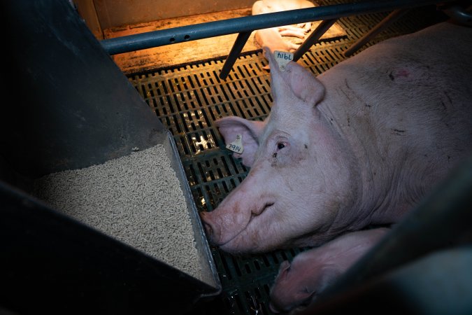 Sow in farrowing crate with piglets
