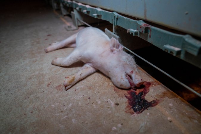 Dead piglet in front of farrowing crate