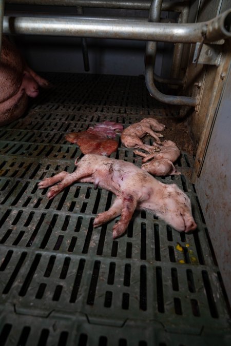 Dead piglets in farrowing crate