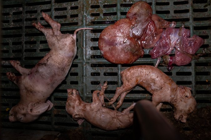 Dead piglets in farrowing crate
