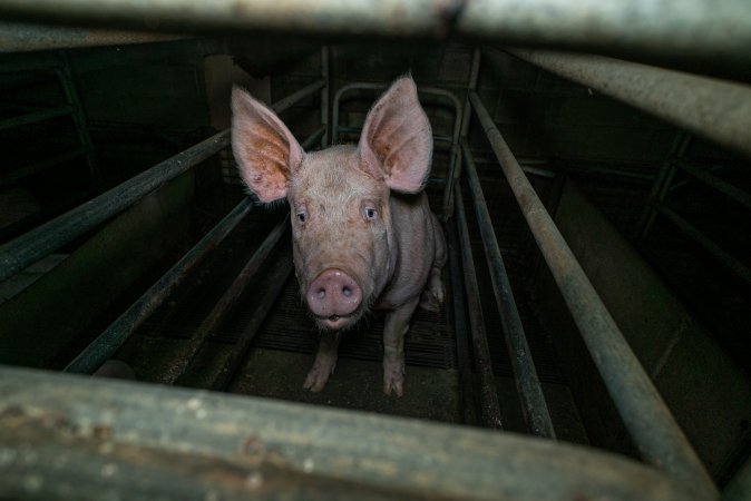 Sow in farrowing crate with piglet