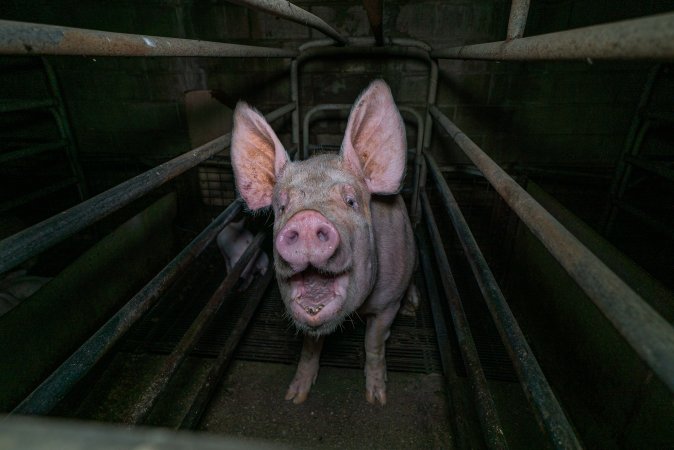 Sow in farrowing crate with piglet