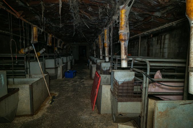 Looking down the aisle of farrowing shed