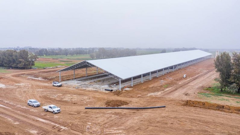 Intensive dairy shed being built