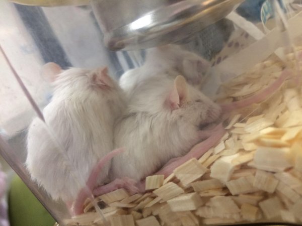 Newly ear-notched mice in Optimice cages, TAFE classroom