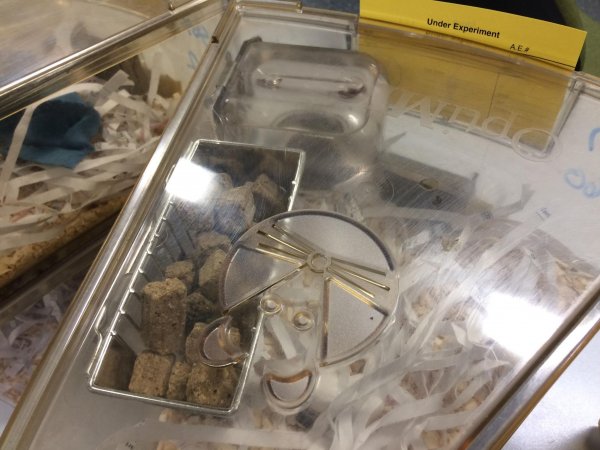 Mice in Optimice cages, TAFE classroom