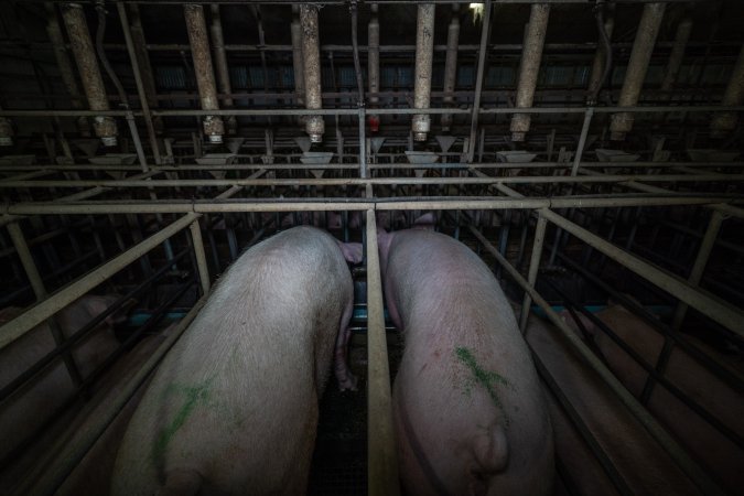 Sows in sow stalls - from behind