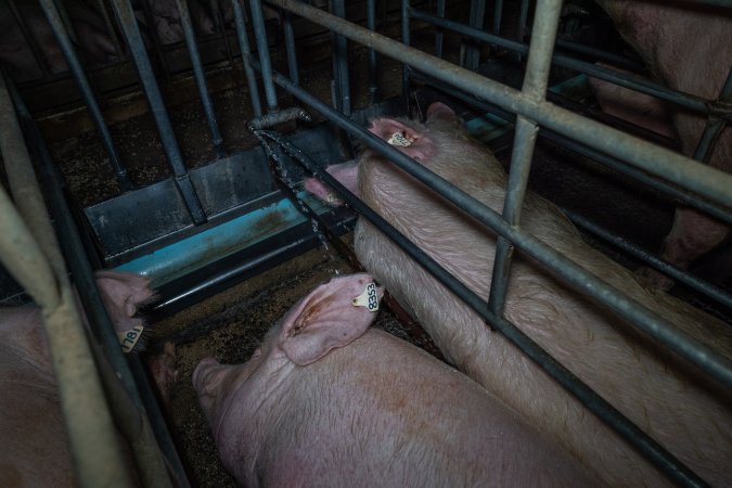Water spraying on sows in sow stalls