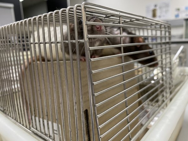 Rats in Laboratory Housing, TAFE