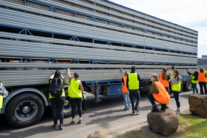Activists bear witness to pigs in transportation truck at Diamond Valley Pork