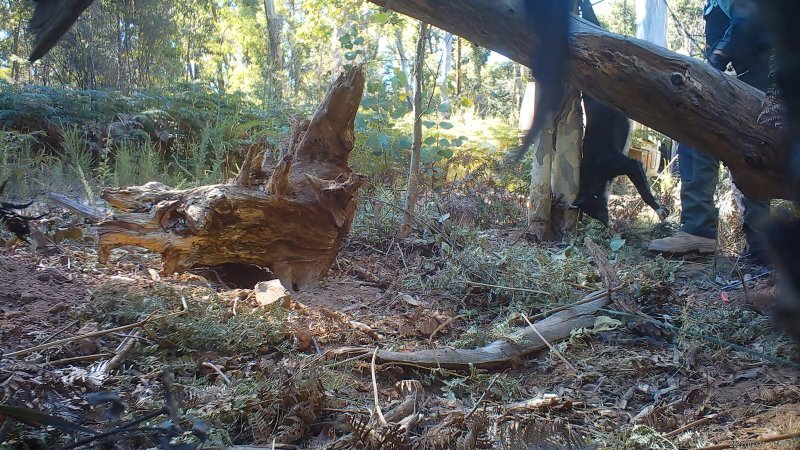 DELWP trapper hangs dingo from a tree