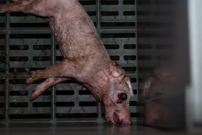 Dead piglet in farrowing crate with popped eyeball