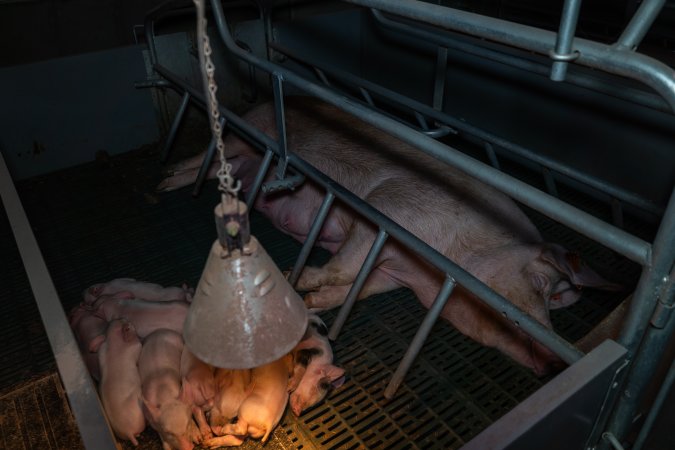 Sow lying down in farrowing crate with piglets