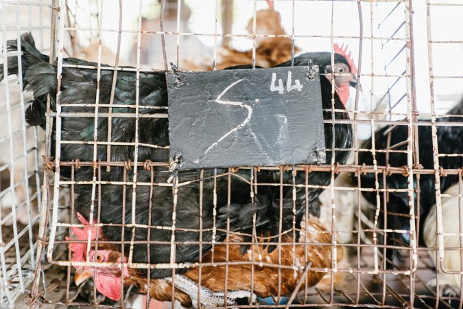 Chickens in wire cages at McDougalls Saleyards