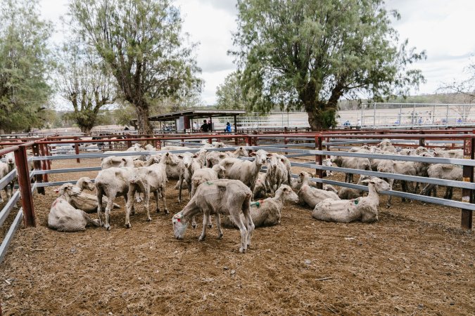 Sheep at Warwick Saleyard