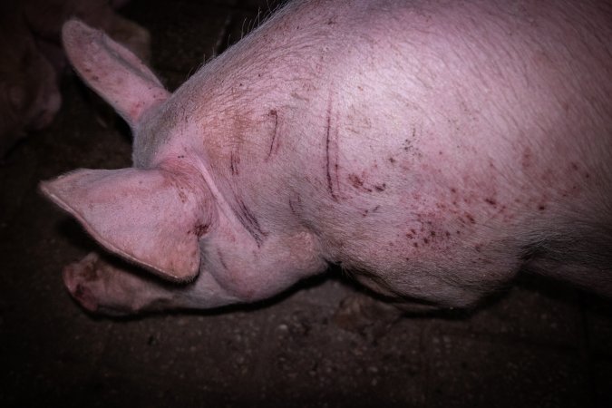 Scratched pig in holding pen