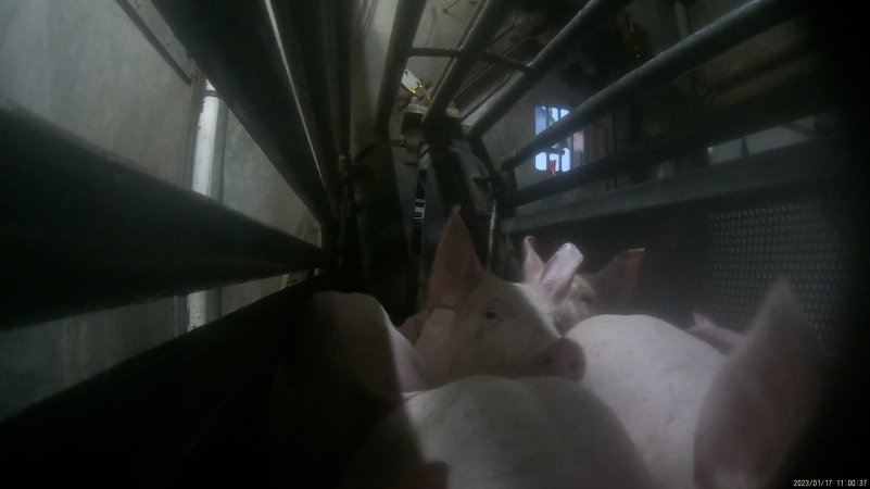 Piglets being gassed in carbon dioxide gas chamber
