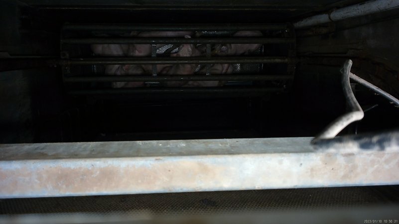 Piglets being gassed in carbon dioxide gas chamber