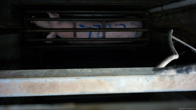 Sow being gassed in carbon dioxide gas chamber